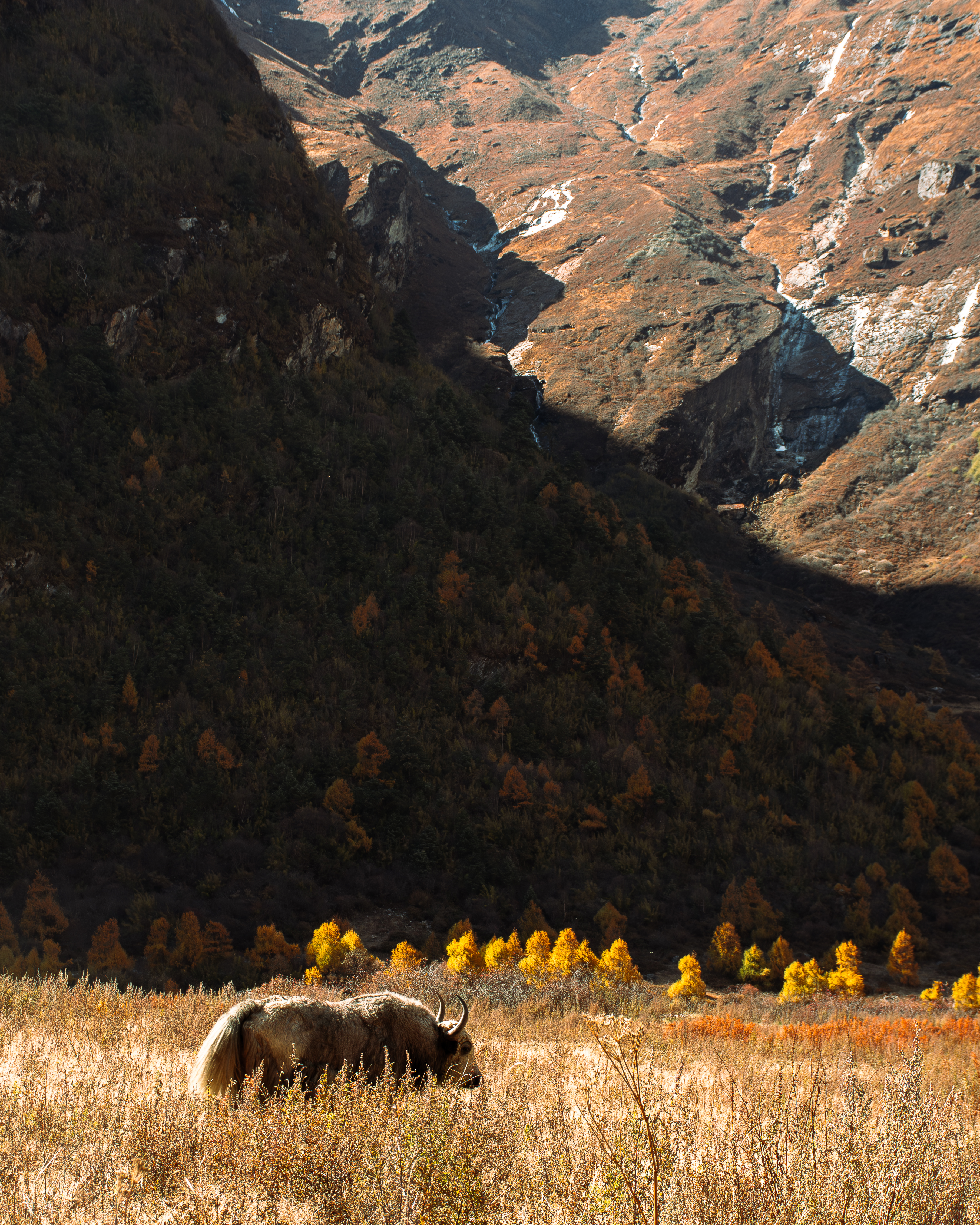 Yak in a field